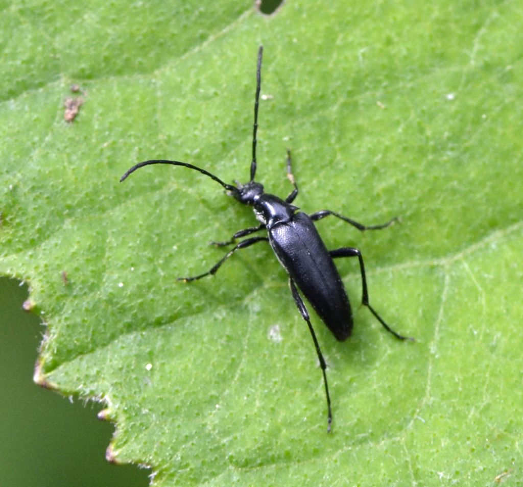 Pedostrangalia revestita, f.ma melanica, Cerambycidae